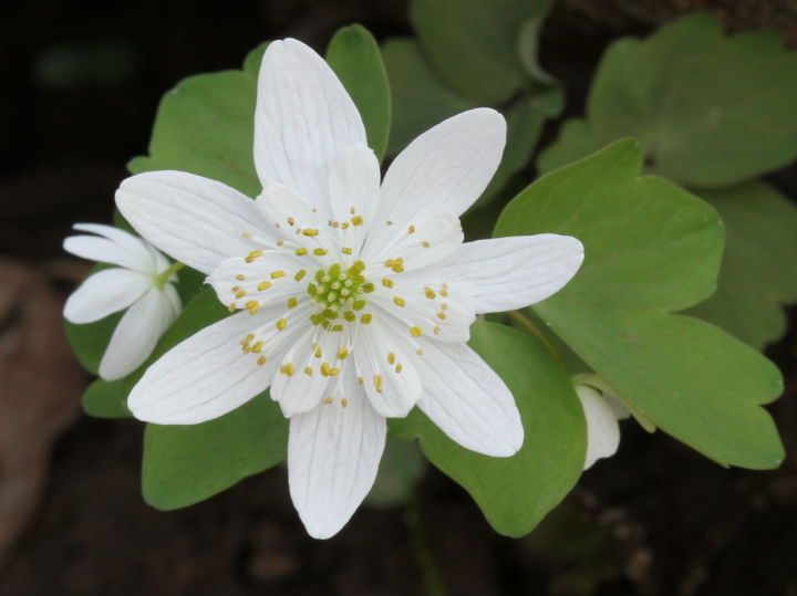 Hepatica